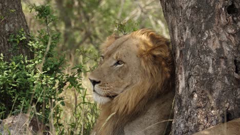 Cute-face-male-African-Lion-leans-against-tree-on-breezy-bushland-day