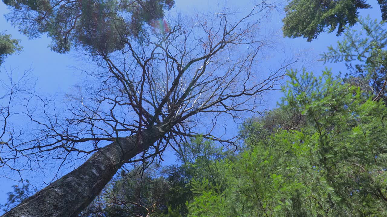 ノルウェーの森の 360 度ショット