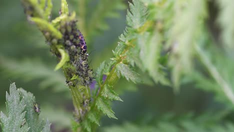 larva de mariquita depredadora comiendo pulgón. macro
