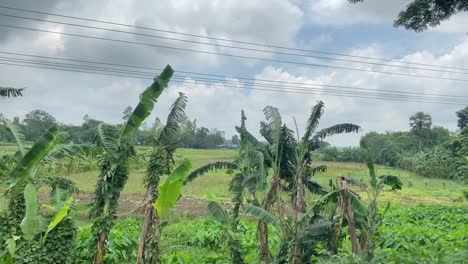 Ländliche-Landschaft-Dorffelder,-Bangladesch