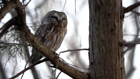 a northern saw whet owl slowly turns its head as it begins to wake up before its evening hunt