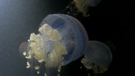 primer plano: grupo de medusas de manchas blancas nadando en un acuario oscuro en el zoológico