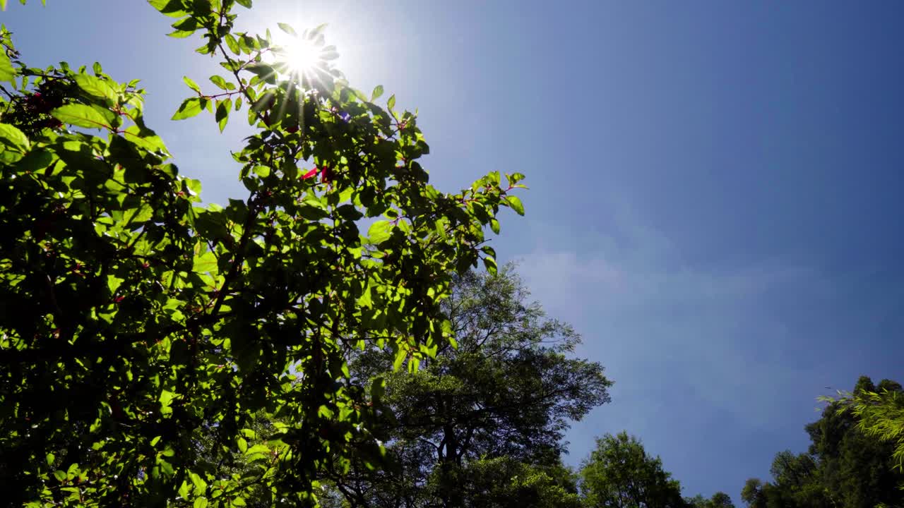Handheld of bright sun beams shining through green leaves in tree top branches in a forest at daytime