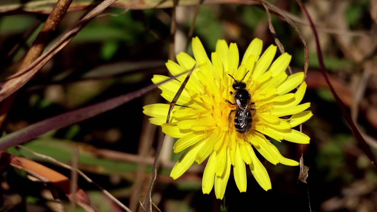 Un video macro naturale in tempo reale di un'ape sudaticcia nativa Lasioglossum che impollina un fiore di tarassaco (Taraxacum officinale) durante una frizzante mattina d'inverno in Himachal Pradesh, India.
