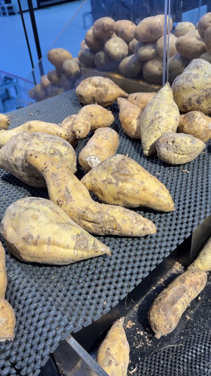 Patate dolci fresche in esposizione in un negozio di alimentari