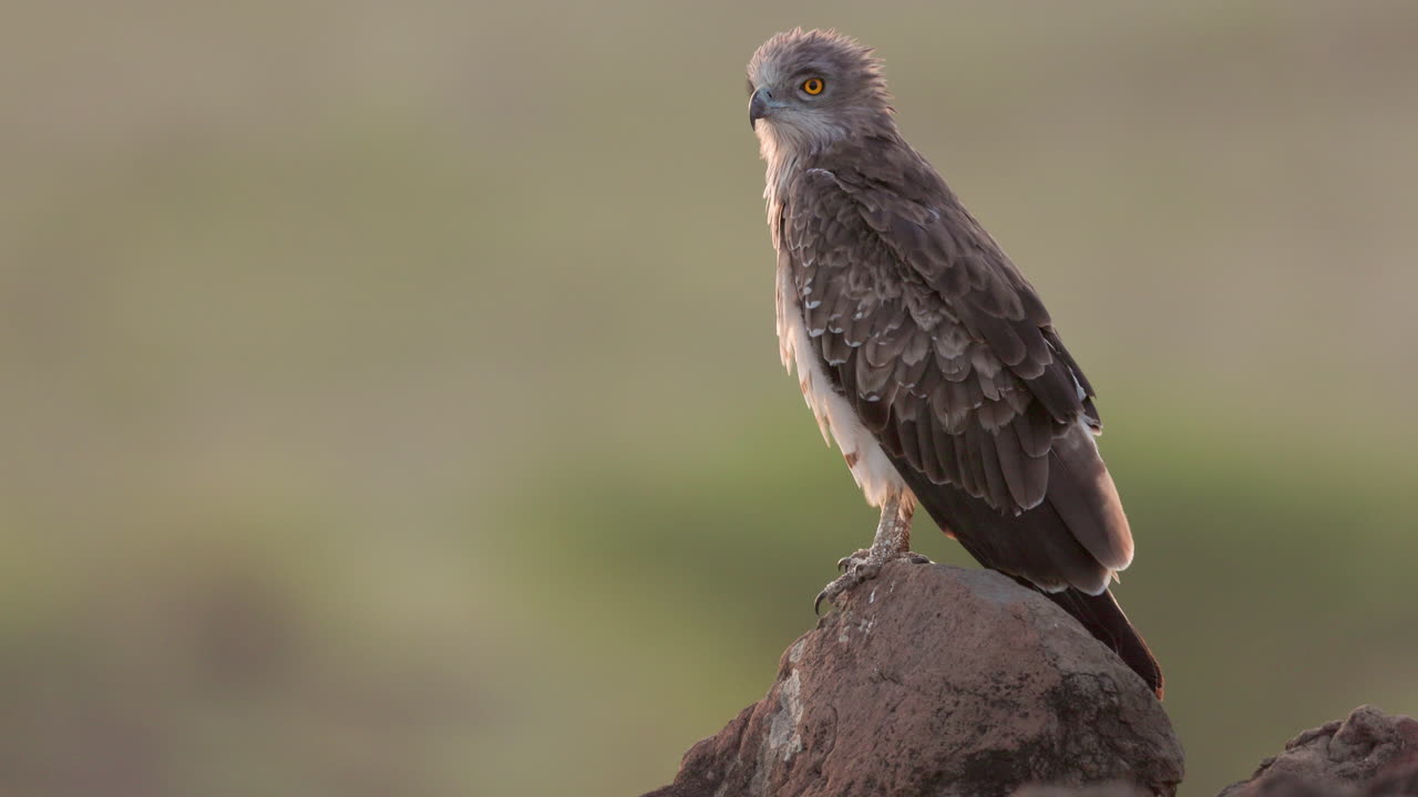 Short-toed Snake Eagle Sitting On Rock - close up