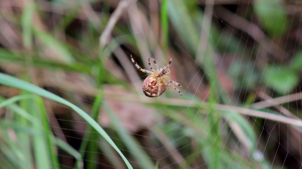 거미줄을 만드는 거미