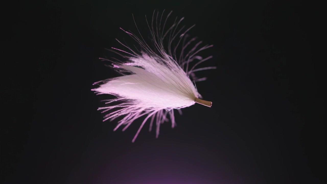Ciuffo di semi bianco che ruota, reagendo alla luce del pavimento che si sposta e all'aria leggera in studio, con un bagliore magenta.
