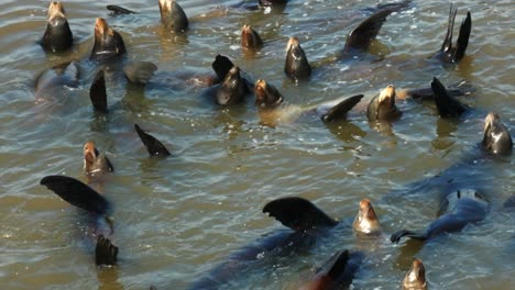 Californian-Sealions-basking-in-the-ocean,-sea-in-the-sunlight