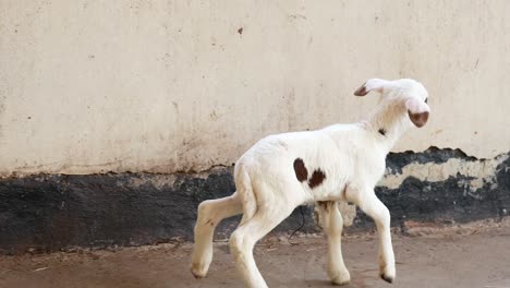 cabra bebé en un recinto de la granja