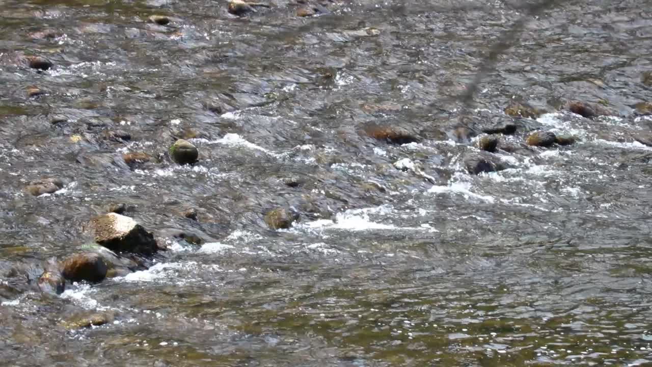 A River Flowing With Small Rapids 10 Second Video.