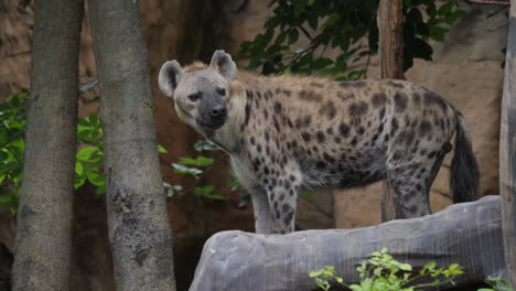 gefleckte hyäne in einer waldumgebung