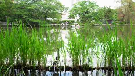 夏天在東京的shakuji公園, 划船是非常常見的, 和<unk>好奇地觀察這些遊樂很多次