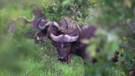 Búfalo-Africano-Con-Grandes-Cuernos-Balanceando-La-Cabeza-Con-Manada-En-El-Fondo,-Cámara-Lenta