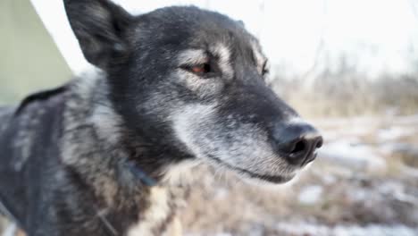 close up of an alaskan husky sledge dog looking into the camera in slowmotion