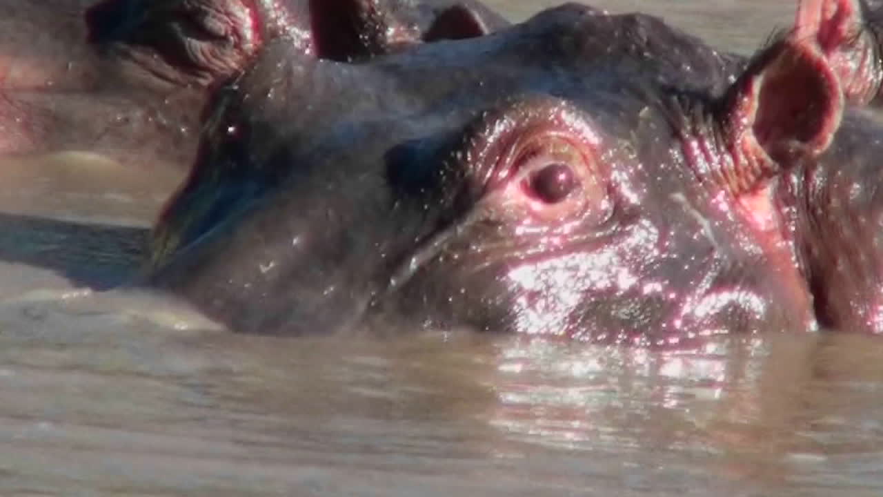 un primer plano de un hipopótamo mirando desde una piscina en áfrica