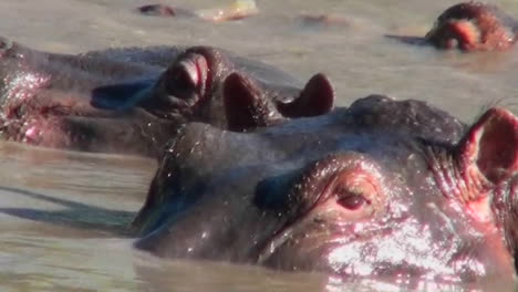 a close up of a hippo looking out of a pool in africa