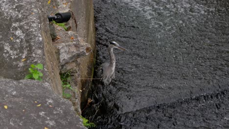 Una-Gran-Garza-Azul-Se-Encuentra-Cerca-De-Una-Piedra-Grande-En-Aguas-Poco-Profundas-Mientras-La-Cámara-Se-Mueve-Lentamente-Para-Mirar-Por-Encima-Del-Borde-Desde-Un-ángulo-Alto