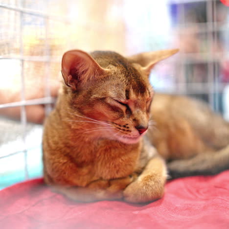 cute abyssinian cat in a cage at cat exhibition. love for animals