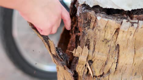 a person examines termite damage on a tree stump in phuket, thailand. the video captures close-up details of the decayed wood