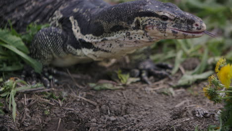 Asian-water-monitor-in-the-wild