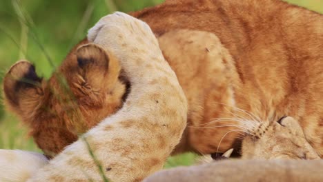 Close-up-shot-of-big-5-lion-cubs-play-fighting-being-cute-and-cheeky,-African-Wildlife-in-Maasai-Mara-National-Reserve,-Kenya,-young-cute-Africa-Safari-Animals-having-fun