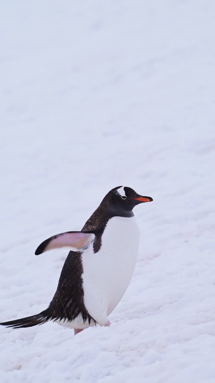 pingüinos en cámara lenta caminando en la nieve en la antártida, pingüinos gentoo vida silvestre y animales en el frío hielo nevado del invierno en la península antártica, video vertical para redes sociales, instagram reels y tiktok