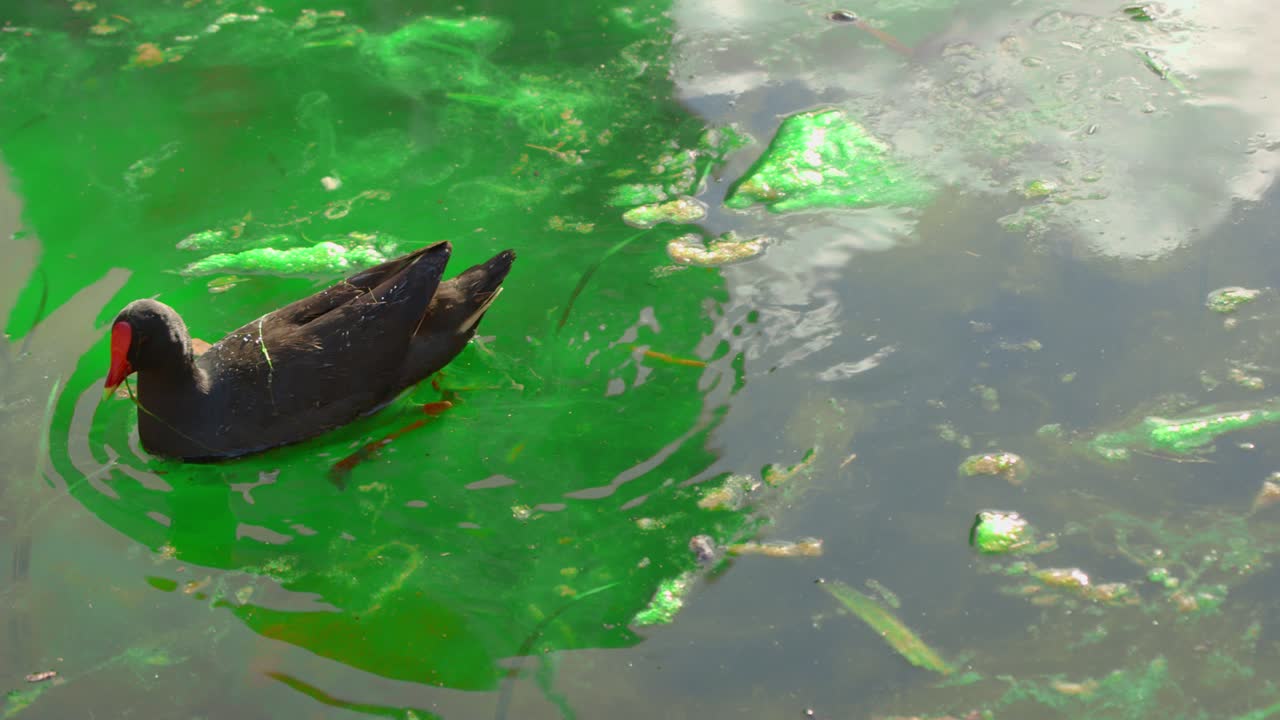 primer plano de la gallina de agua oscura, gallinula tenebrosa encontrando y alimentando comida en la hierba cerca del lago