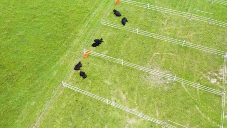 aerial shot of black angus cattle laying down in pen [4k