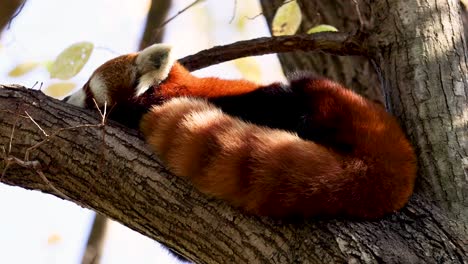 red panda sleeping peacefully on a tree branch