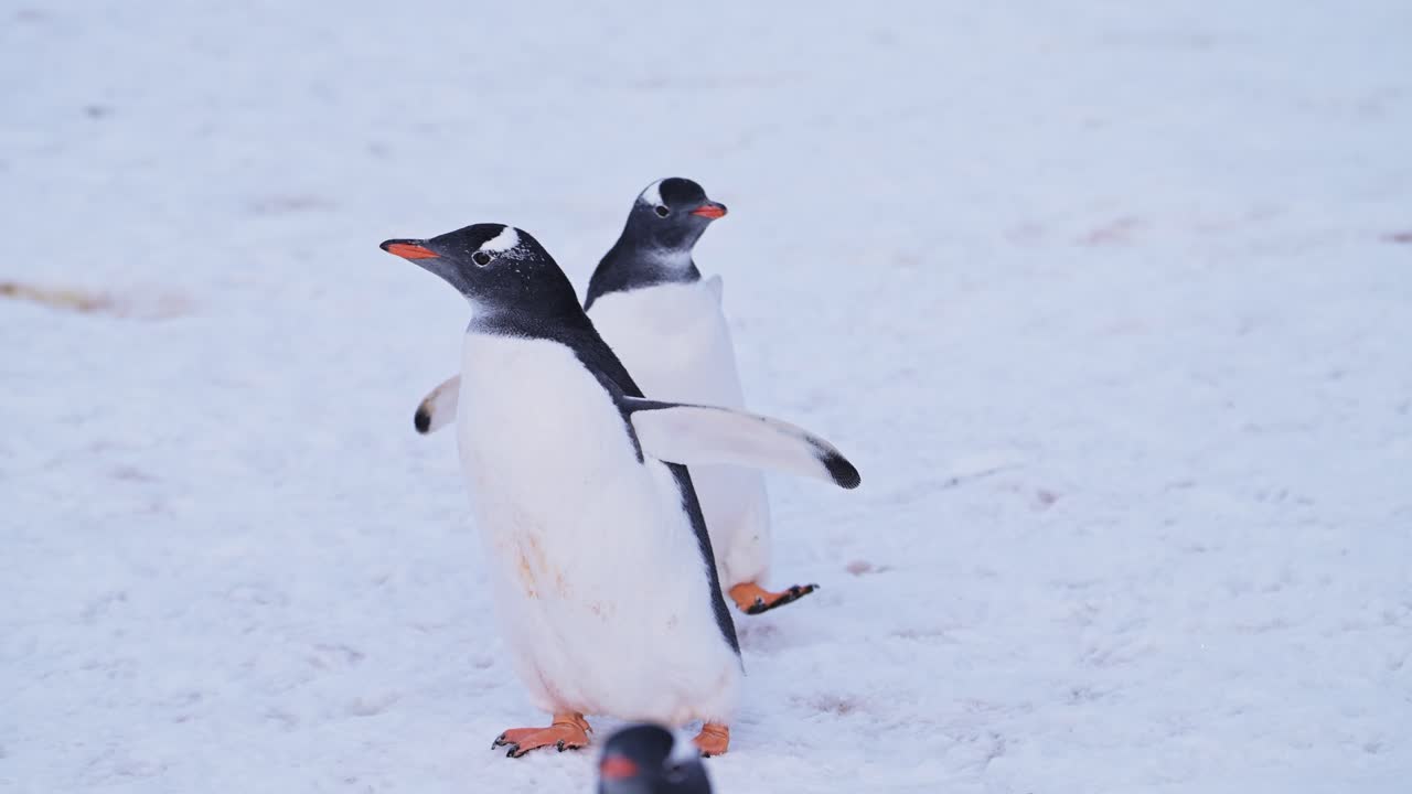 animales divertidos de cámara lenta pingüino caminando sobre la nieve en la antártida, toma de ángulo bajo de pingüinos gentoo en la tierra nevada de invierno en la vida silvestre gira por la península antártica con escena nevada blanca