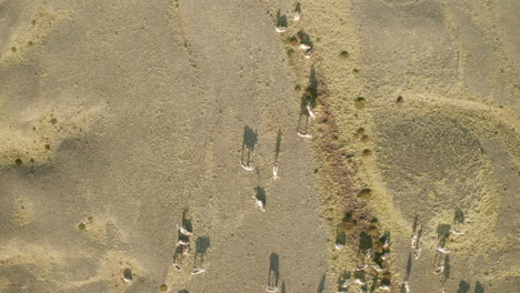 Herd-of-Reindeers-in-South-Iceland---Top-ascending-aerial-shot