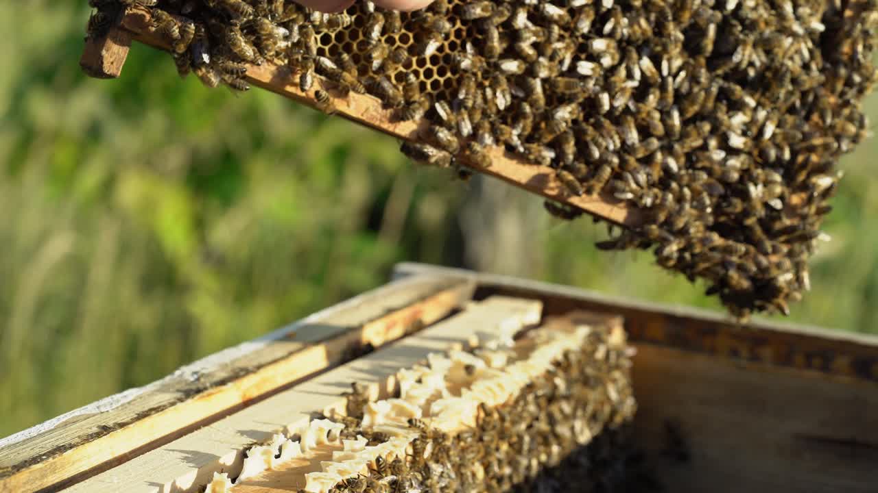hands of man shows a wooden frame with honeycombs on the background of green grass in the garden. Life of worker bees. Apiary concept.