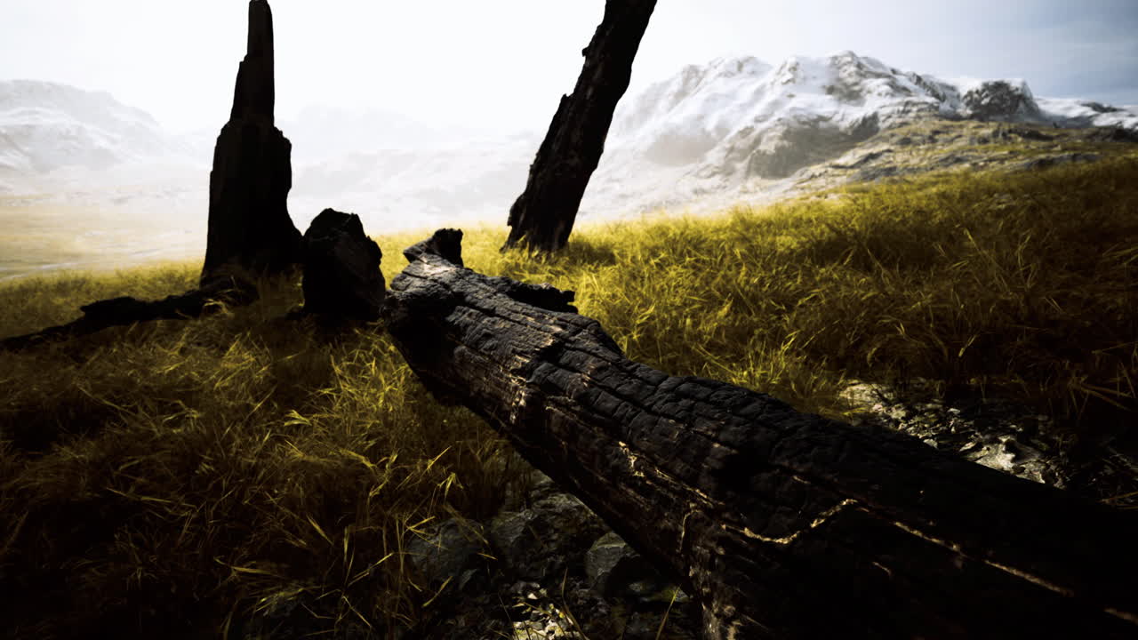 Charred tree remnants among golden grass in a mountainous landscape