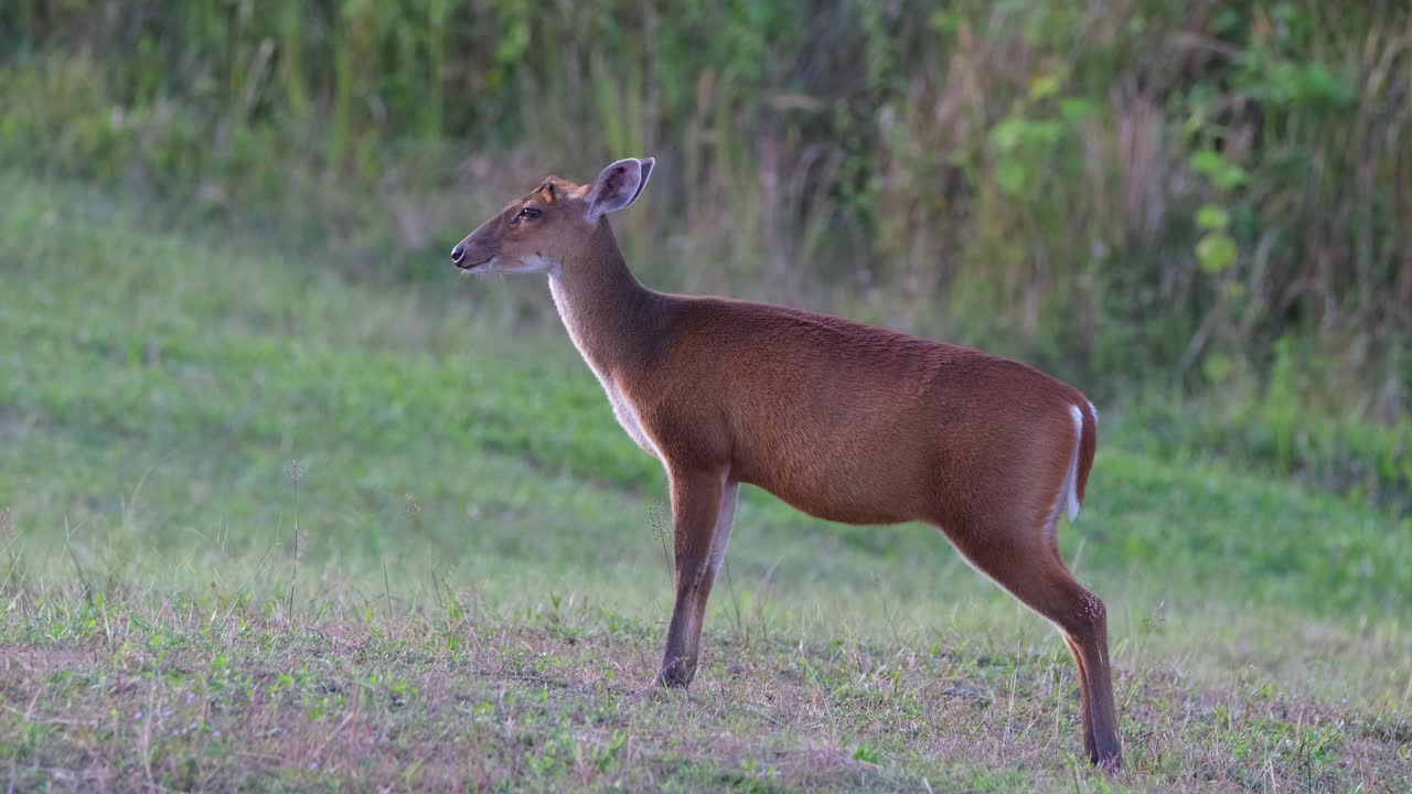 un individuo masticando su comida mientras mira hacia el lado izquierdo del marco, parque nacional khao yai, ladrando ciervos muntjac, tailandia