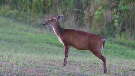 An-individual-chewing-its-food-as-it-looks-to-the-left-side-of-the-frame,-Khao-Yai-National-Park,-Barking-Deer-Muntjac,-Thailand