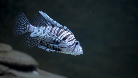 beautiful exotic fish in aquarium