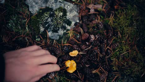 Picking-Chantarelle-Mushroom-in-Indre-Fosen,-Norway---Static-Shot