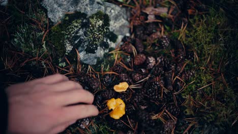 la recolección de setas chantarelle en indre fosen, noruega - toma estática