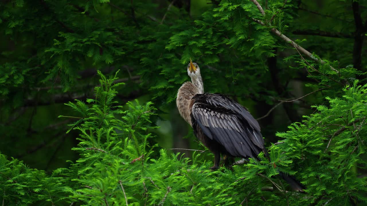 Rüzgarlı bir günde sulak alan bataklığında bir ağaç dalında oturan, dışkılayan ve idrar yapan Anhinga, Florida 4K.