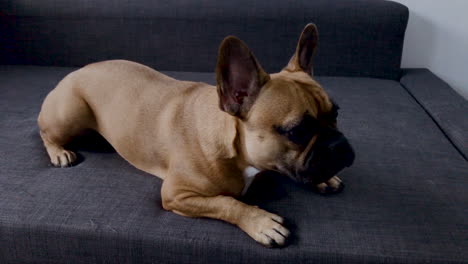 primer plano de cara de bulldog francés