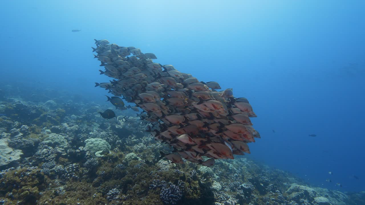 Camera approaches a School pf paddletail snapper on a tropical coral reef in clear water of the pacific ocean around the islands of Tahiti