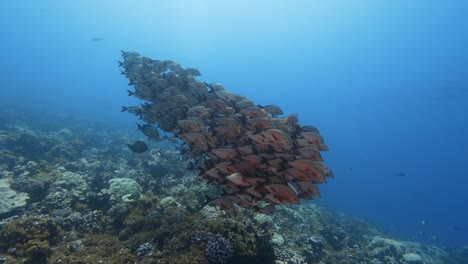 攝影機接近一個熱帶珊瑚礁上的一群p. f. paddletail snapper 在太平洋清<unk>的水域,在塔希蒂群島附近