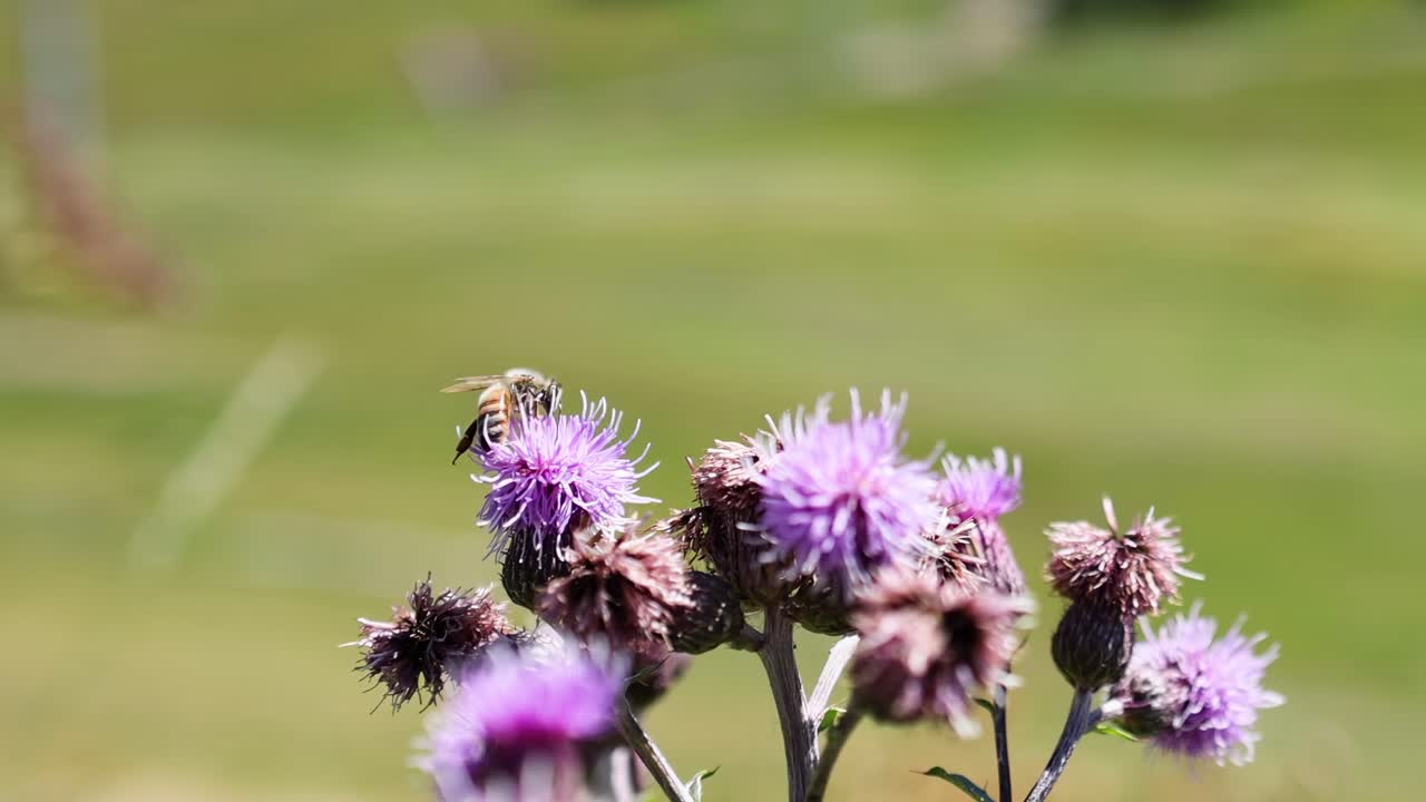 Close-up view of vibrant purple thistle flowers against a soft, blurred green background.