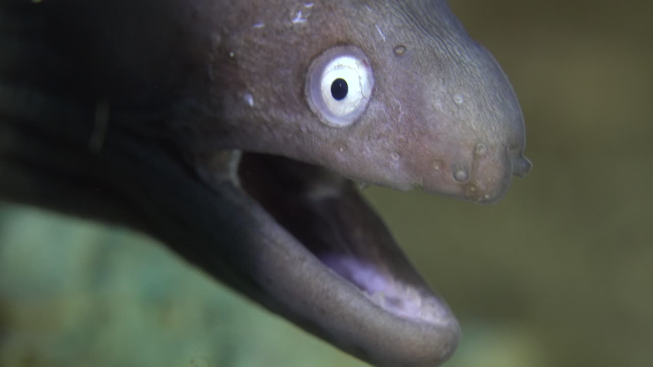 cara de anguila moray de ojos blancos super primer plano frente a la cámara