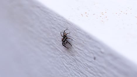 spider moves across a white textured surface