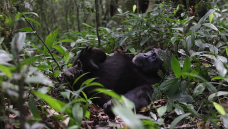 chimpancé descansando en el suelo del bosque en el parque nacional de kibale, uganda