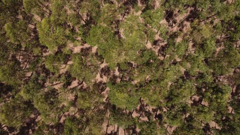 conserved forest flora gran chaco argentina aerial