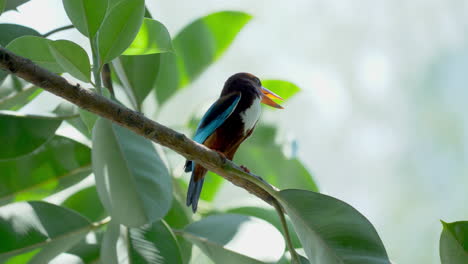 Martín-Pescador-De-Garganta-Blanca-Posado-En-Un-árbol-En-El-Parque-De-Humedales-De-Hampstead,-Singapur