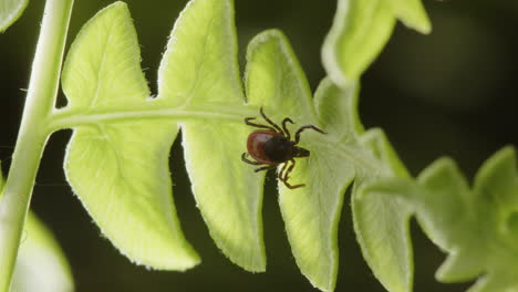 Under-leaf-view-of-parasitic-hard-tick-walking-on-green-bracken-fern,-closeup